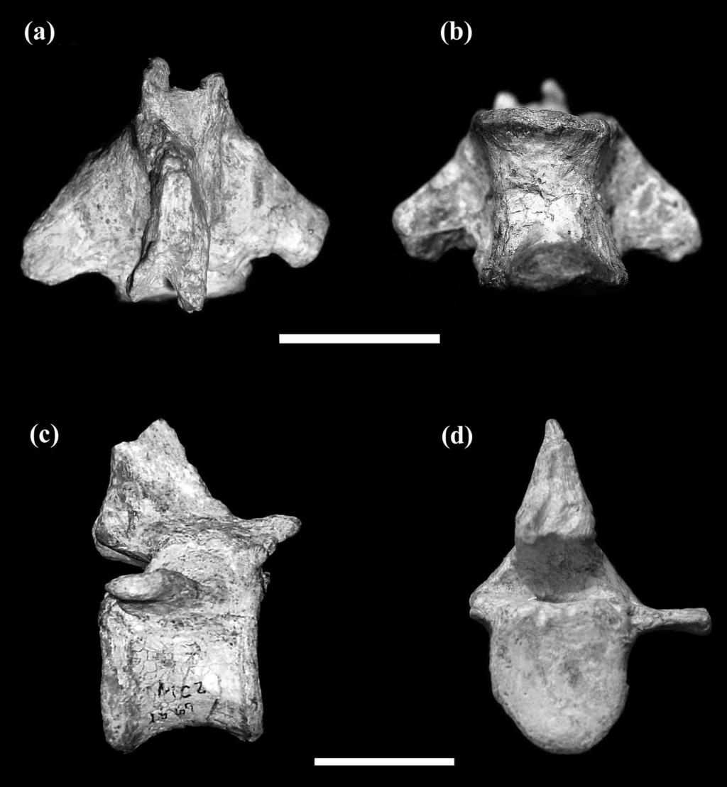 FIGURE 15. Photographs of the second caudal vertebra in dorsal (a) and ventral (b) views, and the third caudal vertebra in right lateral (c) and caudal views (d). Scale bars = 2 cm.