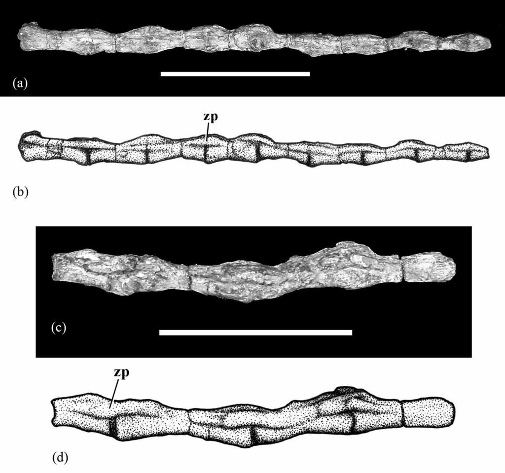 FIGURE 18. Photographs and drawings of the distal caudal vertebrae, sequence 5 (a b) and sequence 6 (c d), in right lateral view. Abbreviation: zp, zygapophysis. Scale bar = 6 cm.
