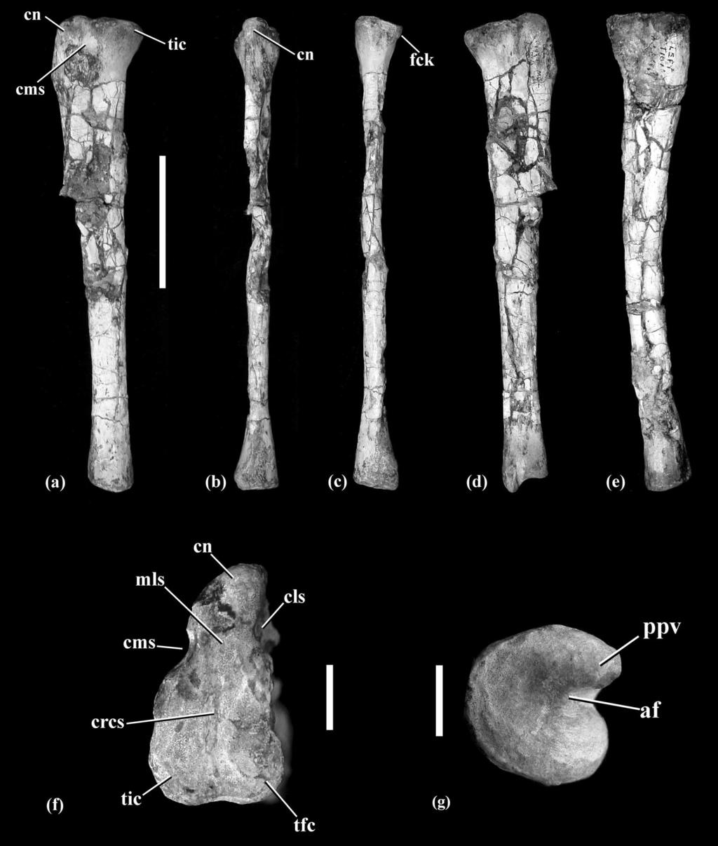 FIGURE 28. Photographs of the right tibia in medial (a), cranial (b), caudal (c) and lateral (d) views; the left tibia in medial view (e), and the right tibia in proximal (f) and distal (g) views.