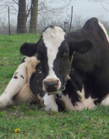 surrounding environment. Behavior Cows often display behavioral changes with illness.