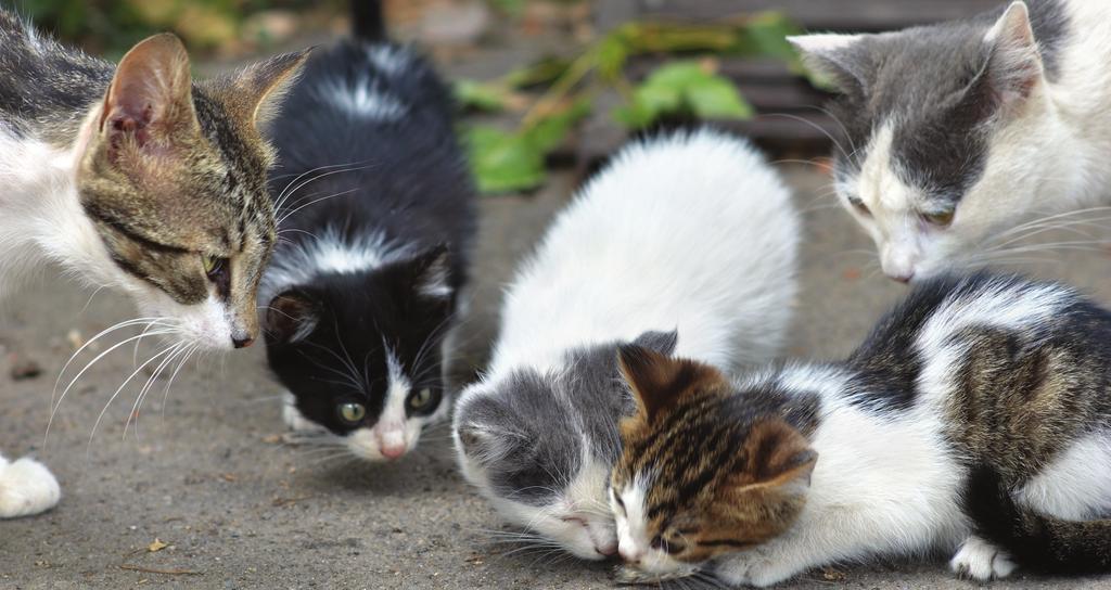 PROJECT CATSNIP IN PALM BEACH COUNTY today there is a severe free-roaming cat overpopulation crisis.
