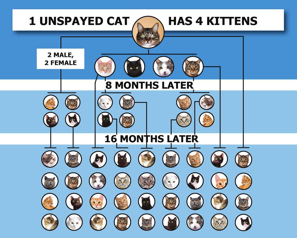 KITTEN RESOURCES DID YOU KNOW that one female cat can start reproducing as early as five months old and can have up to three litters a year.