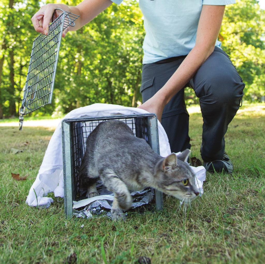 How to safely and humanely trap, manage and reduce the outdoor cat population numbers.