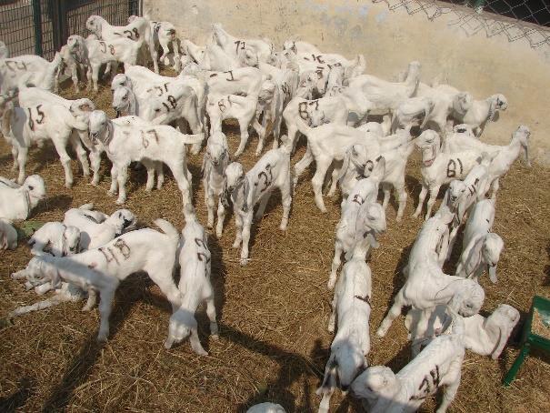 Goat Genetics and Breeding Division Improvement and sire evaluation of Jamunapari goats for milk production P.K.Rout, Gopal Dass, Mahesh Dige,N. Shivsaranappa, H. A. Tewari and S. K.