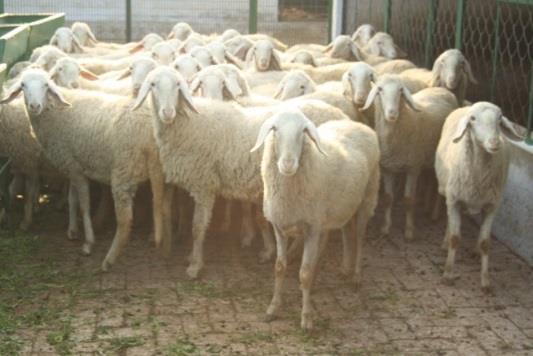 Growth performance of Muzaffarnagari lambs (kg). Particulars Birth Wt. 3M Wt. 6M Wt. 9M Wt. 12M Wt. Overall mean 3.75 0.02 (717) 16.84 0.15 (686) 24.25 0.25 (513) 29.07 0.28 (456) 33.41 0.