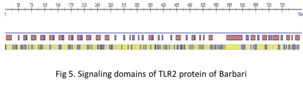 The goat TLR2 protein sequence was analyzed for its homology by ranking with the closest template based protein model (Fig.