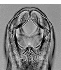 In dorsoventral view 3 pairs of teeth (6 total) will be visible. (See Figure 1.