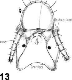 Laboratory 9 Pg.5 ADULTS a. Chewing type mouthparts seen as large opposing mandibles (Fig. 13) b. General structure - head, thorax and abdomen dorsoventrally flattened. c.