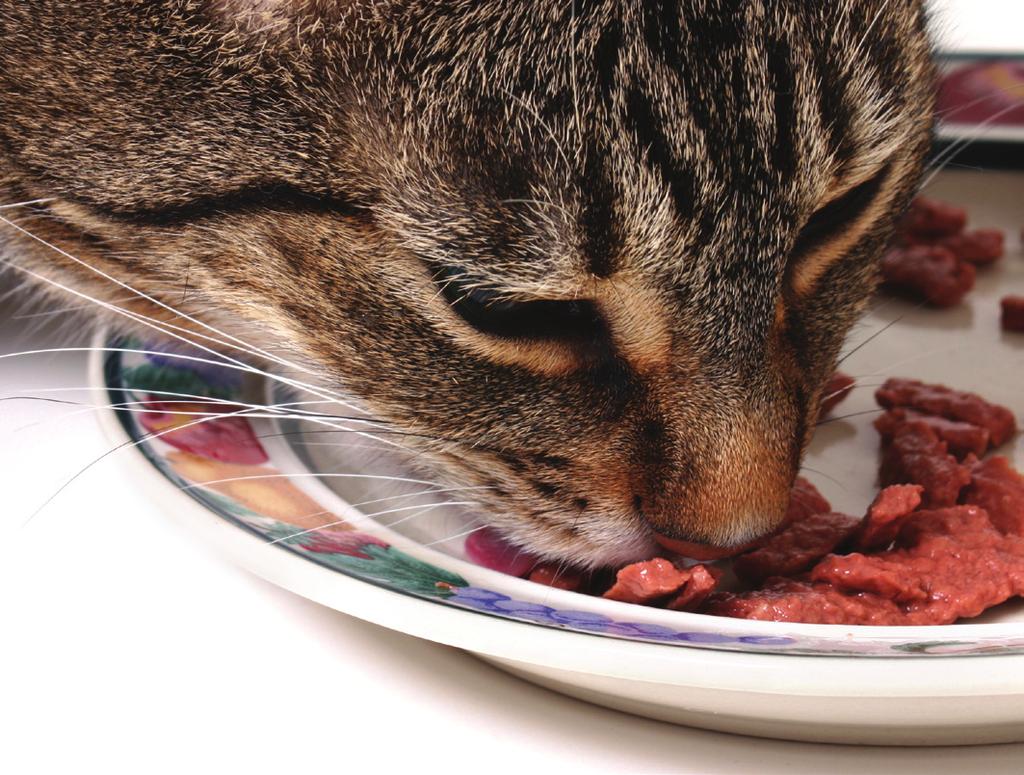 Cat nutrition What is special about cat nutrition?
