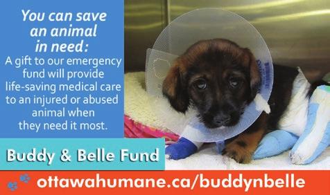 Located just right of the main front doors in our adoption centre, the OHS Buddy and Belle Boutique is the best place to