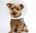OHS Seminars Pet First Aid: Do you feel prepared for a pet emergency? First aid is an important part of taking care of the ones you love.