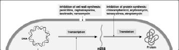 Antimicrobial Agents Mechanisms of Action Inhibit cell wall synthesis: Penicillins, Cephalosporins Carbapenems (meropenem), Vancomycin Inhibit