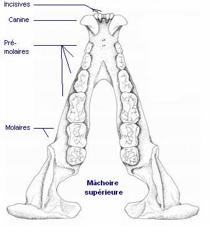 Some information pertaining to the anatomy of skulls The jaw bones The maxilla: upper jaw bone The mandible: lower jaw bone Mammals' dentition Mammals' dentition can contain different types of teeth: