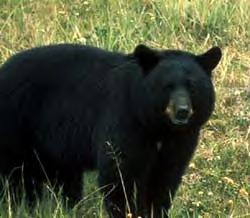 AMERICAN BLACK BEAR http://www.aves.asso.fr/ours/les_ours/especes/oursnoir.html Height: 2 m Height to the withers: 90 cm Source of the photo: Weight: between 75 and 270 kg http://www.pc.gc.