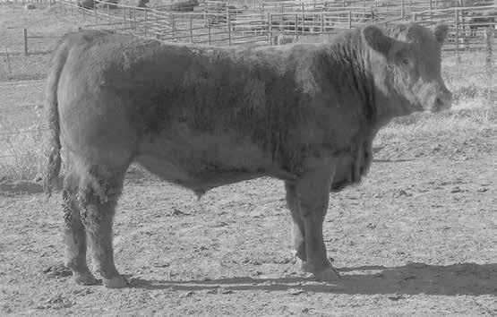 3/4 Red Angus R2Y