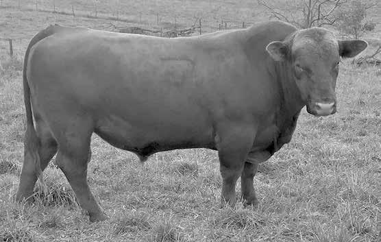 04 More of the body and style of Totem Long-sided, deep-ribbed bull that should put pounds on your calves Should add a little more frame TR COLT 45 UT806 7U MISSION LOU 9927 RED HILL B571 JULIAN 84S