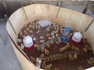 brooding chicks While chicks are more tolerant to high temperatures than adult birds, high temperatures for extended periods of time increase mortality and have negative impact on performance.
