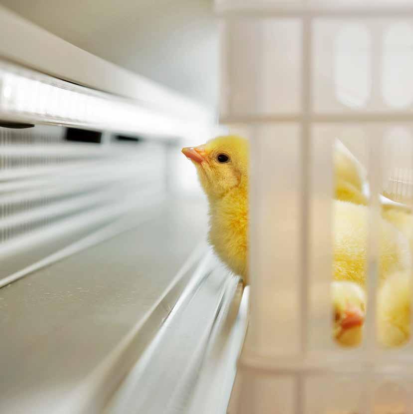 HatchCare Automation Improving animal welfare a Live