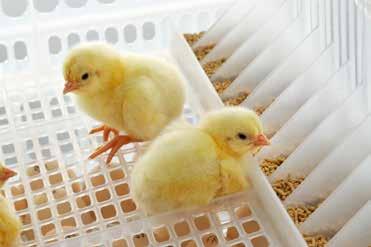 Stress-free chick handling In HatchCare, chicks are provided with water and feed as soon as they hatch.