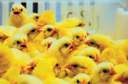 Tip 1 Did You Know That If Chicks Are Held Too Long At High Temperatures, It Can Affect Their Growth? The newly hatched chick can not control its body temperature very well.