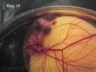 Embryonic Development Day 10 Beak starts to harden Skin pores visible to naked eye Digits completely separated Day 13