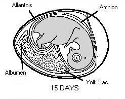 Embryonic Development Day 16 Scales, claws and beak become firm Albumen gone and yolk increasingly important