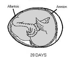 Embryonic Development Day 19 Yolk sac draws into body cavity through umbilicus Embryo occupies most of space in egg