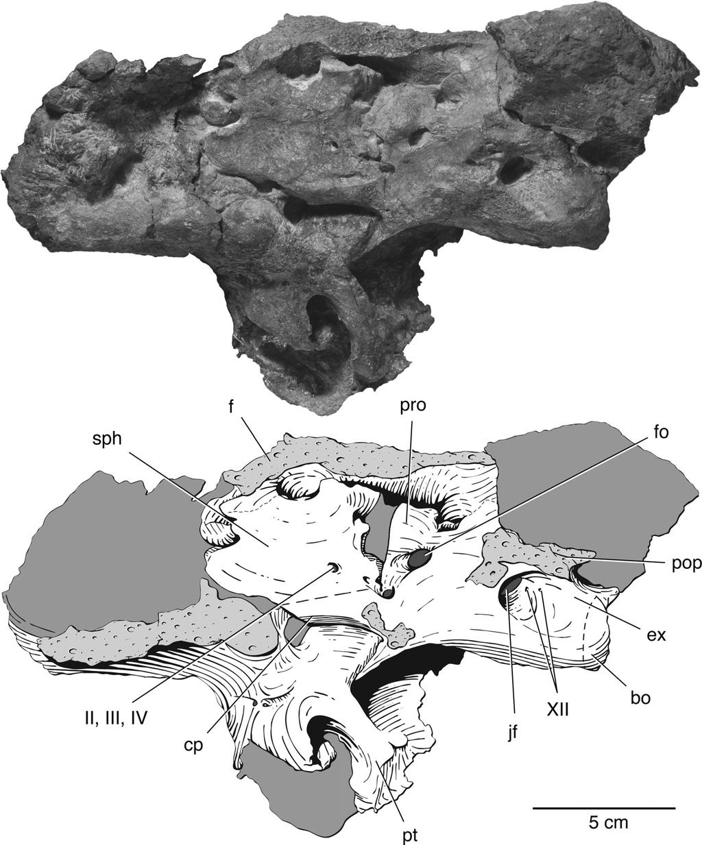 756 JOURNAL OF VERTEBRATE PALEONTOLOGY, VOL. 33, NO. 4, 2013 FIGURE 7. The braincase of Bunostegos akokanensis (MNN MOR47). Photograph and interpretative drawing in left lateral view.