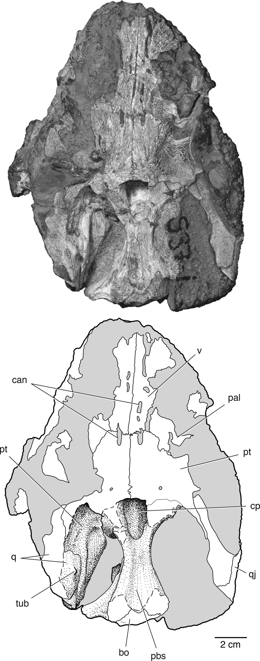 TSUJI ET AL. PAREIASAUR FROM NIGER 757 FIGURE 8. The palate and braincase of Bunostegos akokanensis (MNN MOR25). Photograph and interpretative drawing in ventral view.