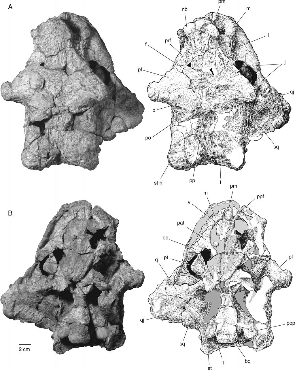 749 TSUJI ET AL. PAREIASAUR FROM NIGER FIGURE 2. The skull of Bunostegos akokanensis (MNN MOR86). Photograph and interpretative drawing in A, dorsal and B, ventral views.