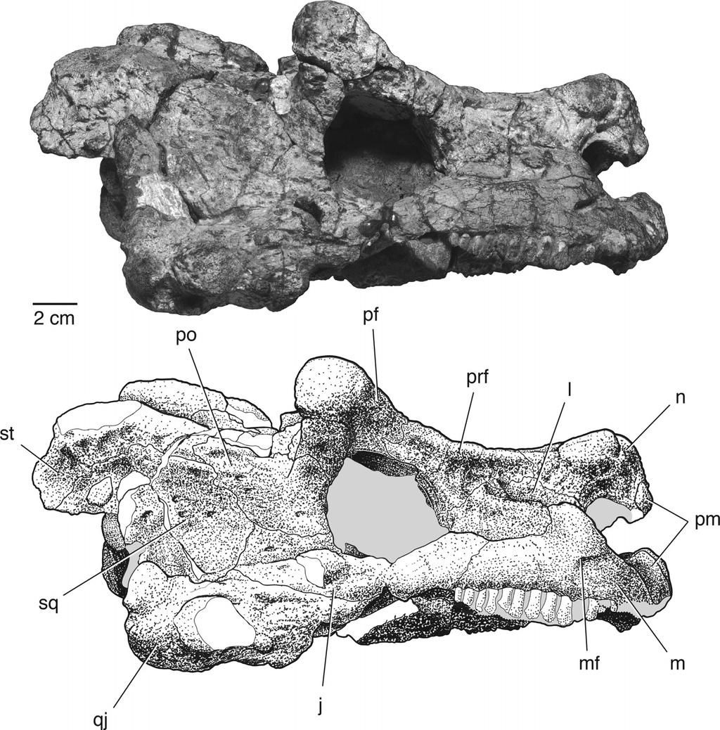 750 JOURNAL OF VERTEBRATE PALEONTOLOGY, VOL. 33, NO. 4, 2013 FIGURE 3. The skull of Bunostegos akokanensis (MNN MOR86). Photograph and interpretative drawing in right lateral view.