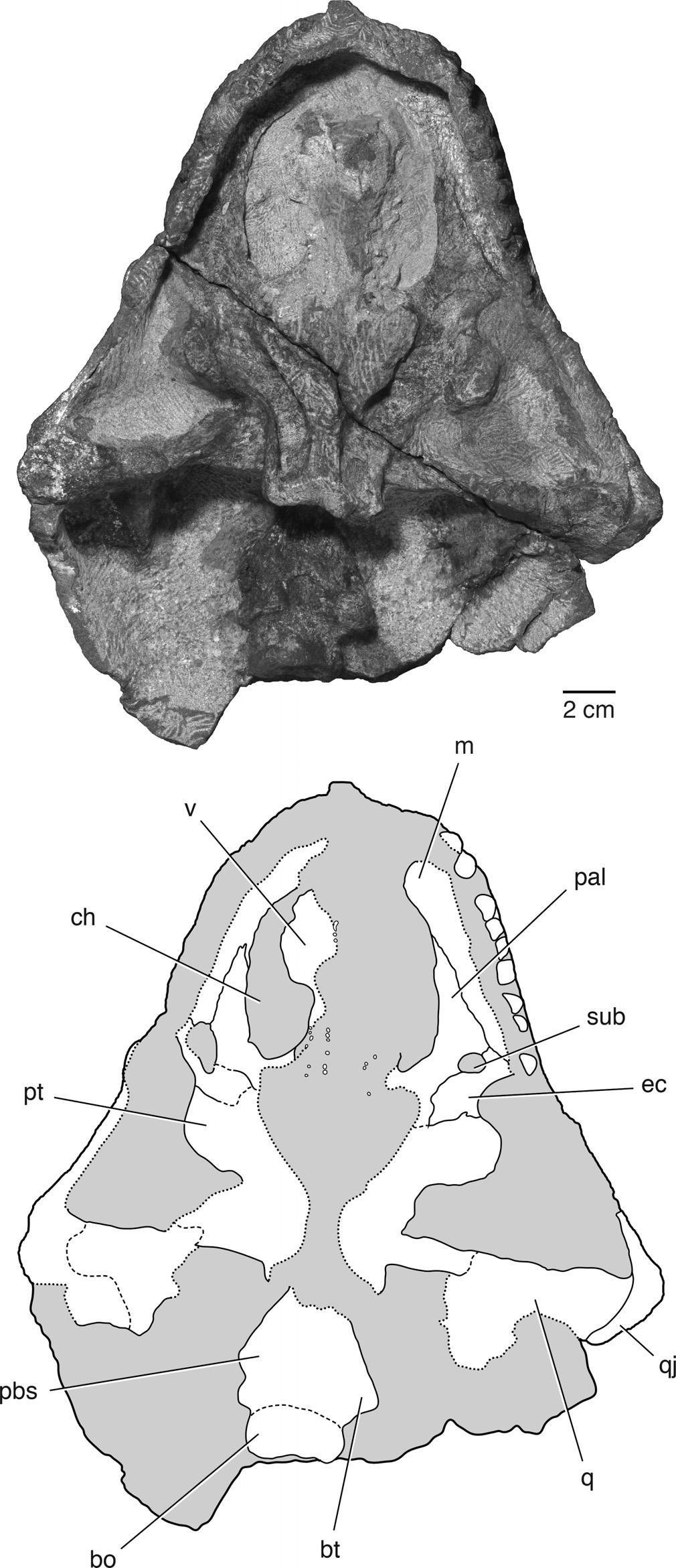 TSUJI ET AL. PAREIASAUR FROM NIGER 751 FIGURE 4. The skull of Bunostegos akokanensis (MNN MOR28). Photograph and interpretative drawing in ventral view.