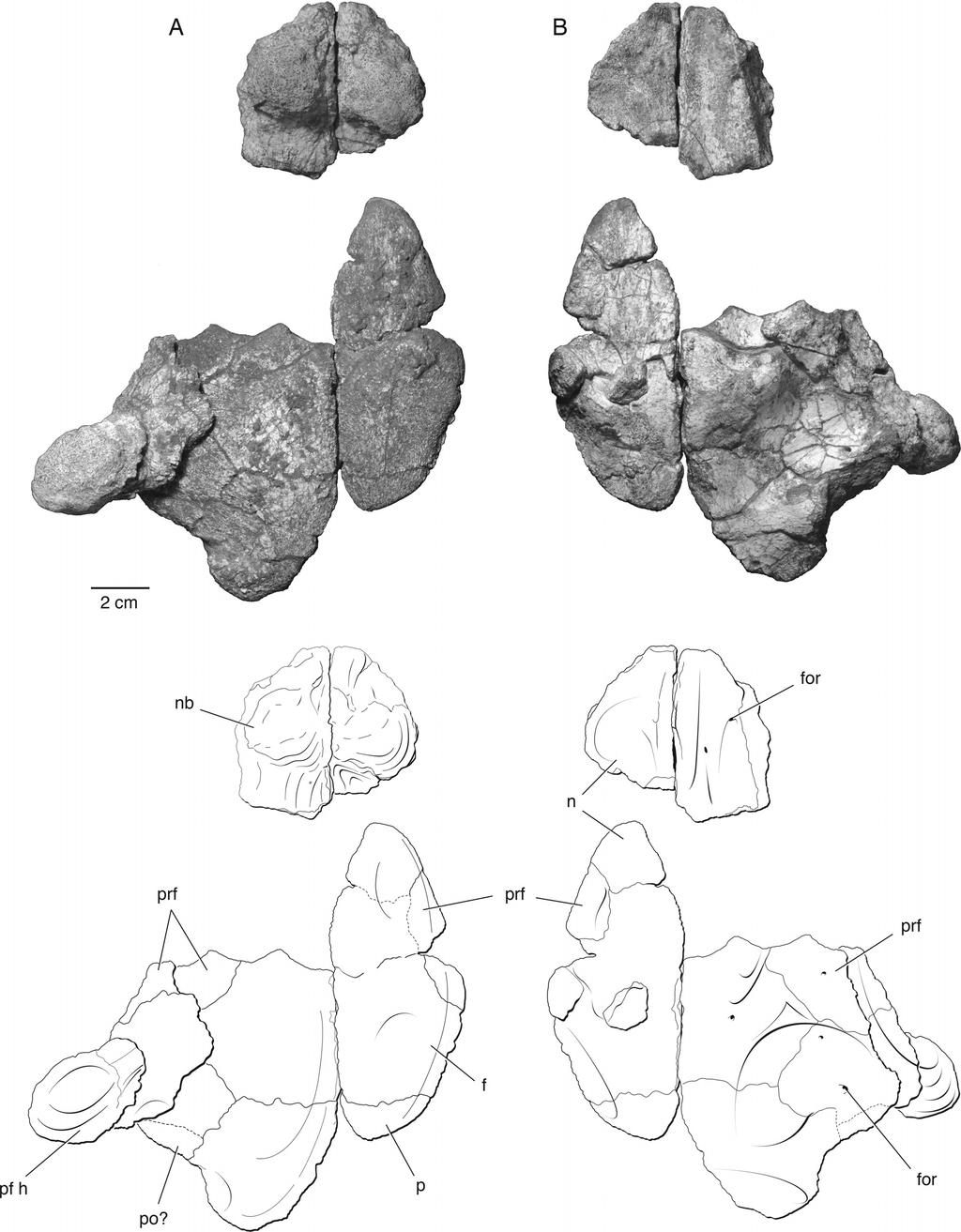 TSUJI ET AL. PAREIASAUR FROM NIGER 753 FIGURE 6. Cranial elements of a juvenile Bunostegos akokanensis (MNN MOR104).