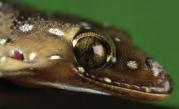 Geckoella deccanensis.