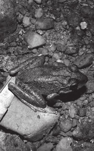 Thermoregulation, Craugastor berkenbuschii Figure 1. Craugastor berkenbuschii on the forest floor. Photograph Uri Omar García-Vázquez. Figure 2. Craugastor berkenbuschii in a communal shelter hole.