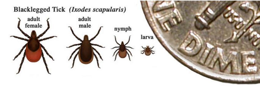 The Problem Lyme disease is caused by transmission of Borrelia burgdorferi, a spirochete carried primarily by the deer tick species (Ixodes scapularis).