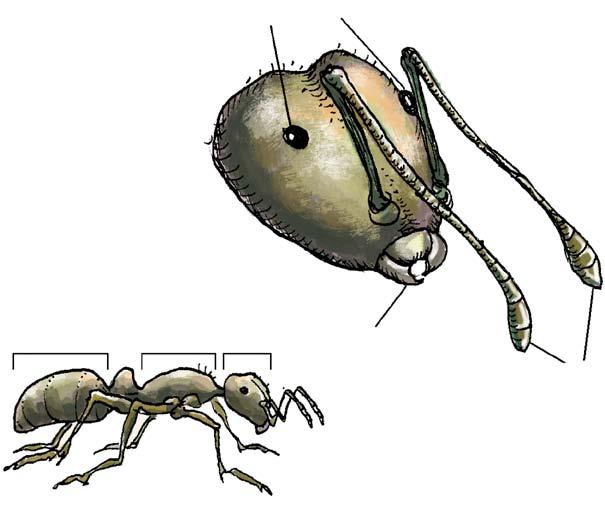 I found out that ants have three parts the head, the thorax, and the abdomen. The head contains the brain, two eyes, the jaws, and the antennae.