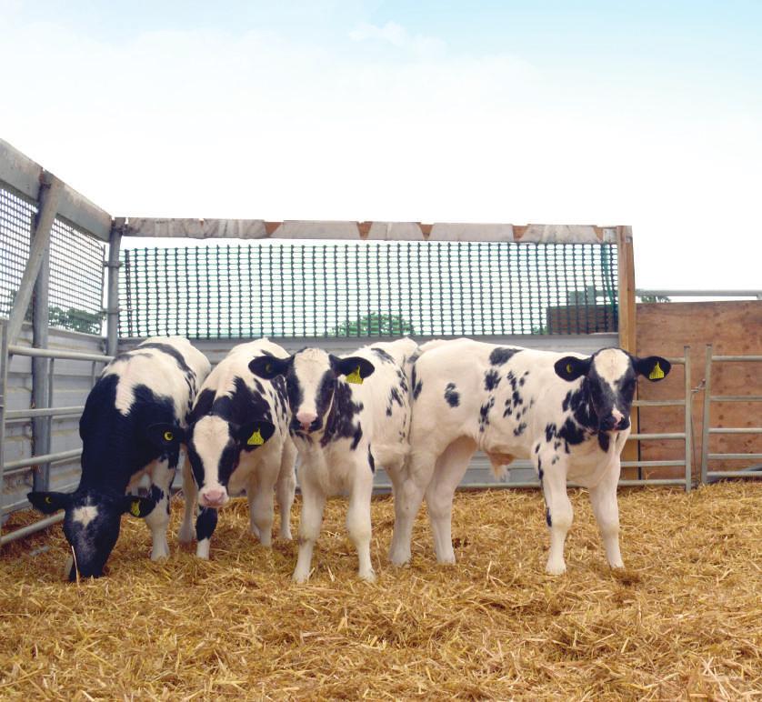 COGENT BEEF ON DAIRY MIKE OAKLEY Cogent Beef on Dairy customer Oakley Farming Ltd, Flying herd, 1050 cows COGENT BEEF ON