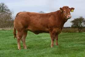 Value Scrotal Circumference 200 Day Milk Age at First Calving Lifespan Calving