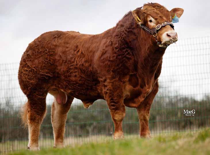 21 LIMOUSIN Brutus Hashtag Sire: Brutus Cracker Dam: Pyebrook Delight MGS: Saunders