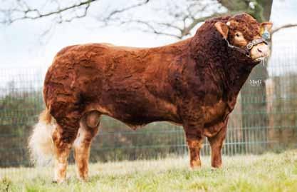 24 LIMOUSIN Ronick Instagram Sire: Rathconville Eugene Dam: Ronick Beret MGS: Valmy Ear Tag: UK542892 502419 AI Code: LN2495 DOB: 17/04/2013 EBV Chart- March 2016 Information 60 80 120 140 Birth