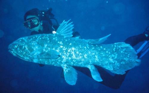 diverse, as fish Coelacanth