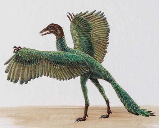 jpg Archaeopteryx Birds -Evolved from dinosaurs; specifically, the