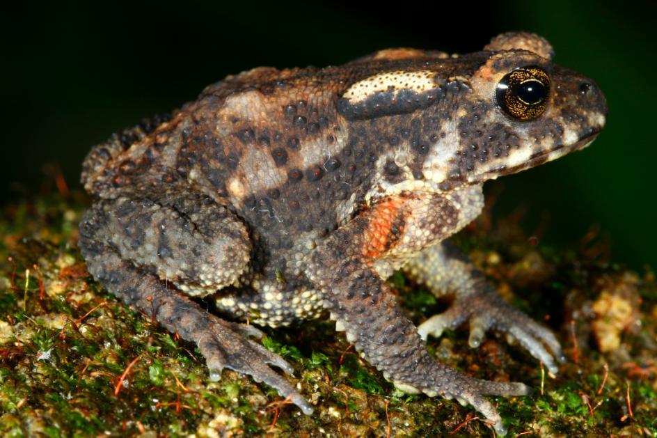 Why frogs, lizards