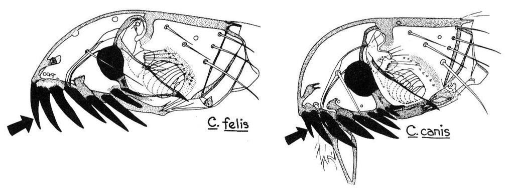 Laboratory 7 Pg. 3 2.) Flea identification: The diagram below (Fig. 9) depicts the main landmarks of flea external morphology.