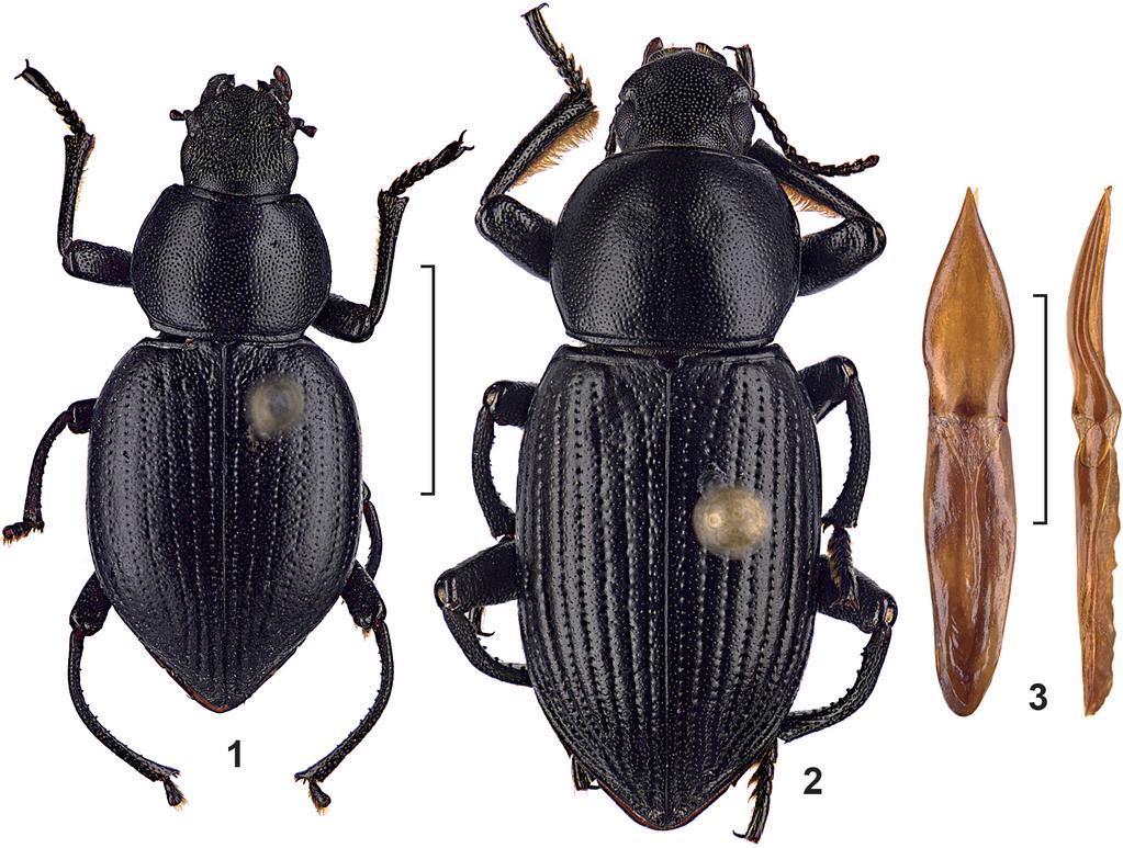 Acta Entomologica Musei Nationalis Pragae, 57(2), 2017 347 Figs 1 3. Dorsal view of the males and aedeagus of Paulianesthes. 1 P. amplipennis Koch, 1962, holotype TMSA; 2 P. fouquei sp. nov.