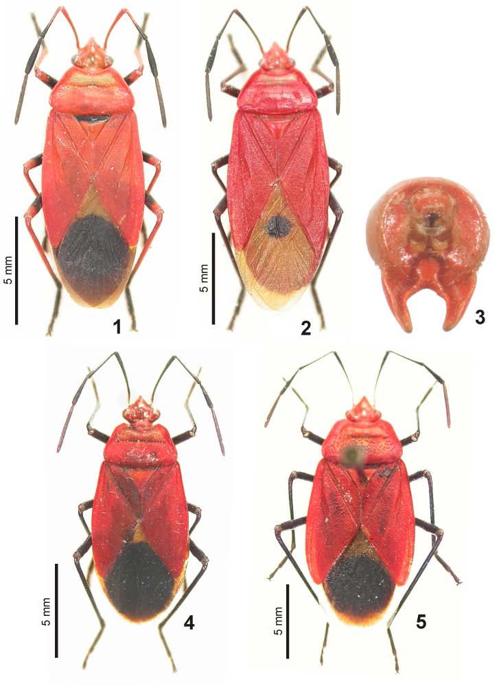 Acta Entomologica Musei Nationalis Pragae, 46, 2006 25 Figs. 1-5. 1-3 Dindymus bifurcatus sp. nov.