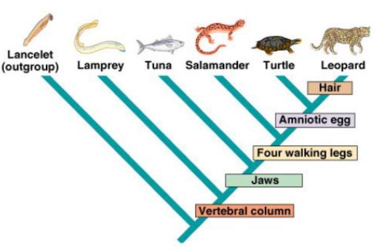 1. According to your cladogram, which two species are more closely related: worms and spiders or worms and ants? How do you know? 2.