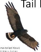Hawk Zone tailed