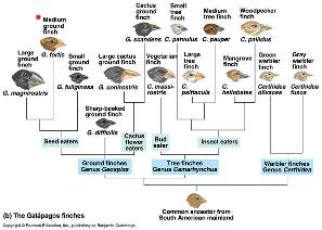 The Evolution of Galapagos Finches A clear example of evolution can be found in the finches of the Galapagos Islands.